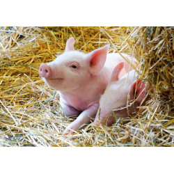 Ravensburger - Unsere Bauernhoftiere, 12 Teile