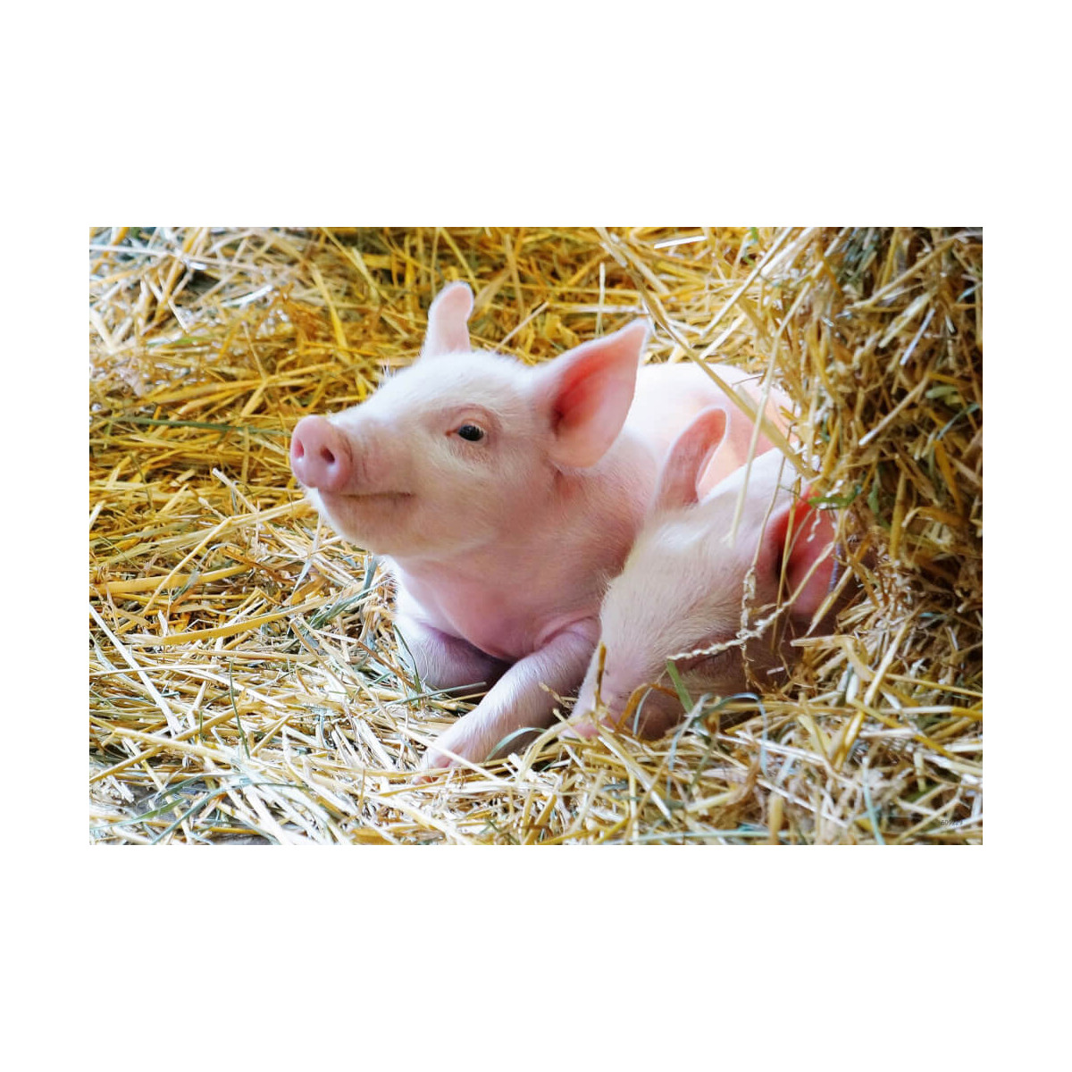 Ravensburger - Unsere Bauernhoftiere, 12 Teile