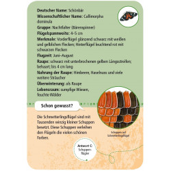 moses. - Expedition Natur 50 heimische Schmetterlinge moses. - Expedition Natur 50 heimische Schmetterlinge
