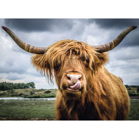 Ravensburger - Highland Cattle, 300 Teile