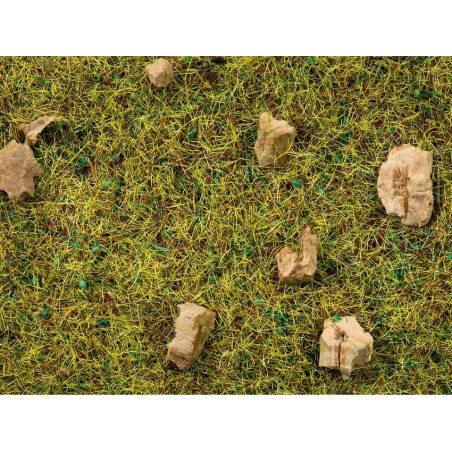 Noch - Steinige Bergwiesen-Gras Noch - Steinige Bergwiesen-Gras