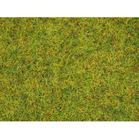 Noch - Sommerwiesen-Gras