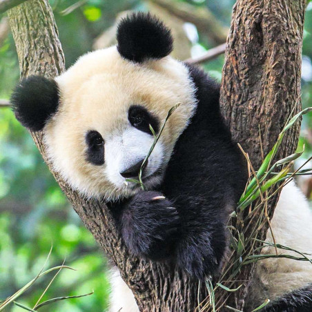 Ravensburger - Panda, Tiger und Löwe, 49 Teile Ravensburger - Panda, Tiger und Löwe, 49 Teile