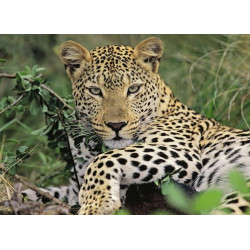 Ravensburger - Vio die Leopardin, 100 Teile Ravensburger - Vio die Leopardin, 100 Teile