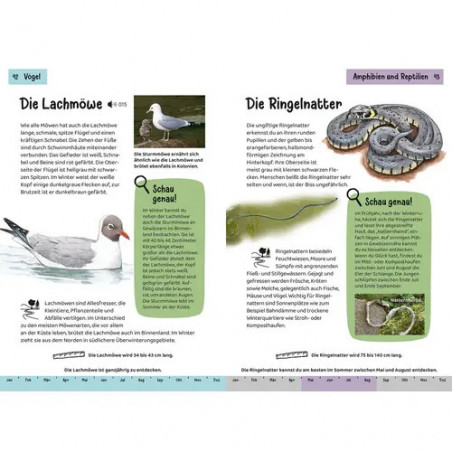 Kindernaturführer Was lebt an Bach und Teich