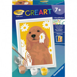 Cocker Spaniel Sunny