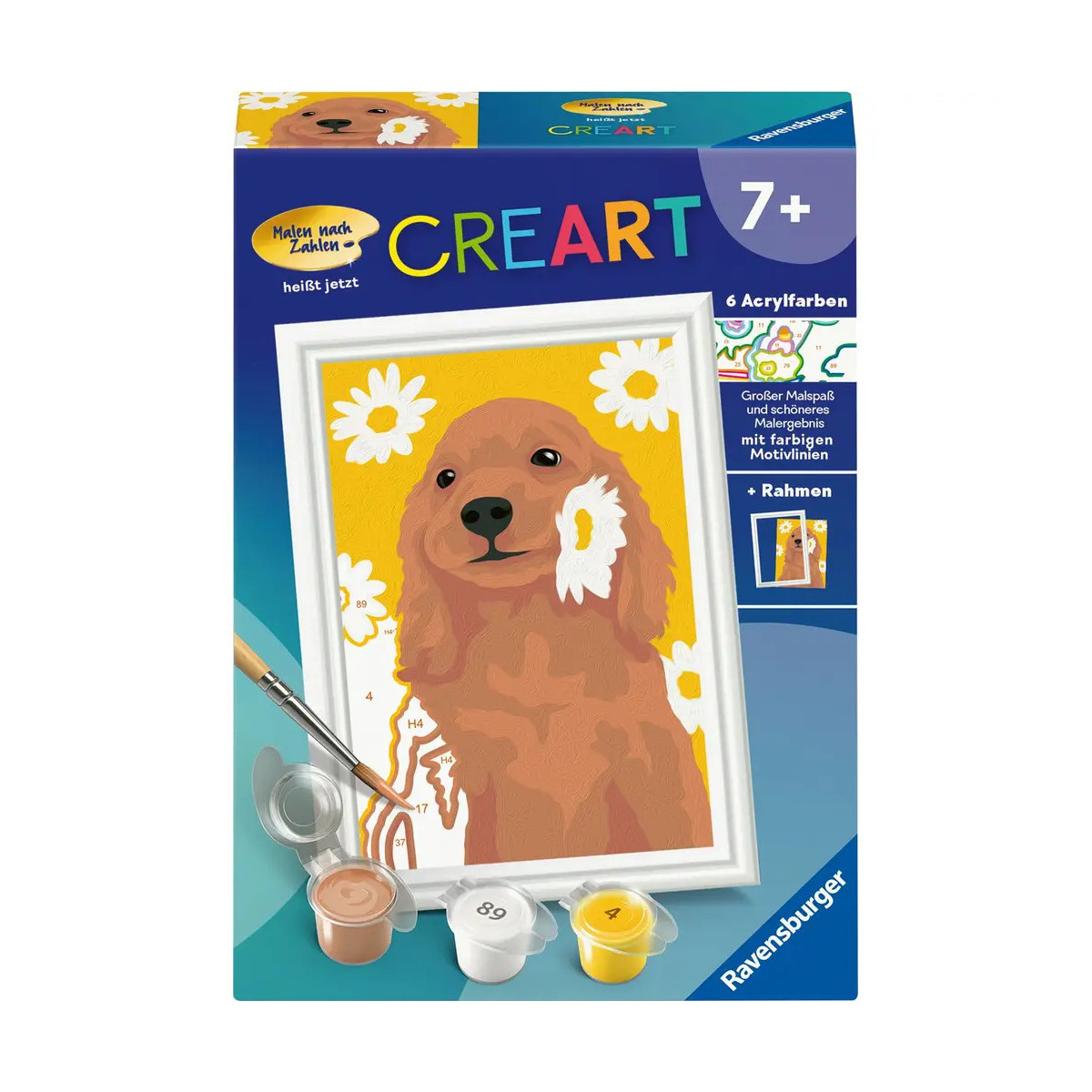 Cocker Spaniel Sunny