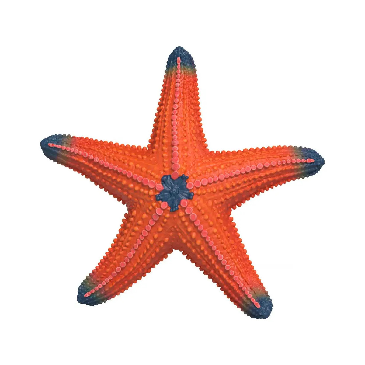 Seestern