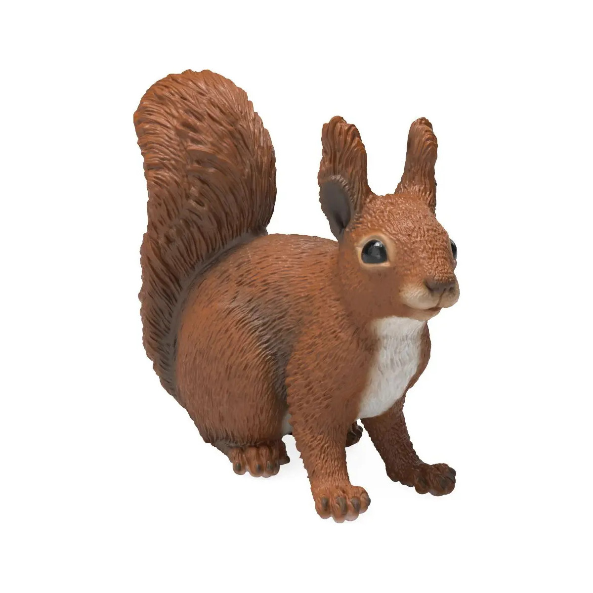 Eichhörnchen