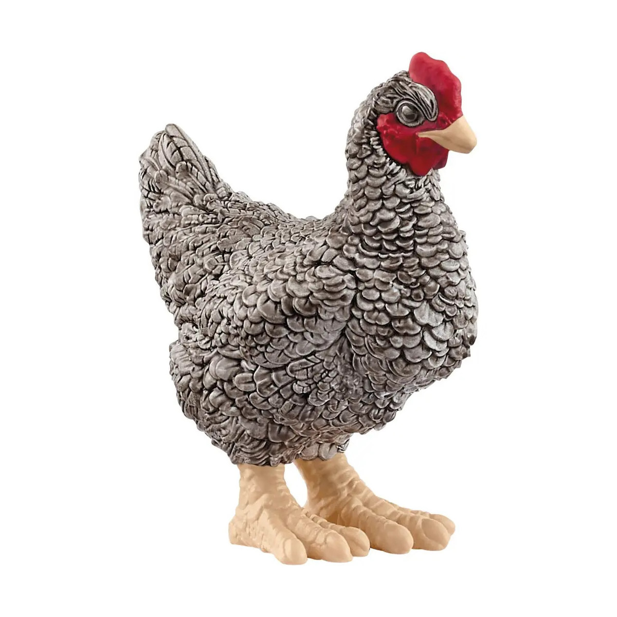 Plymouth Rock Huhn