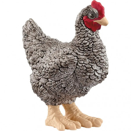 Plymouth Rock Huhn